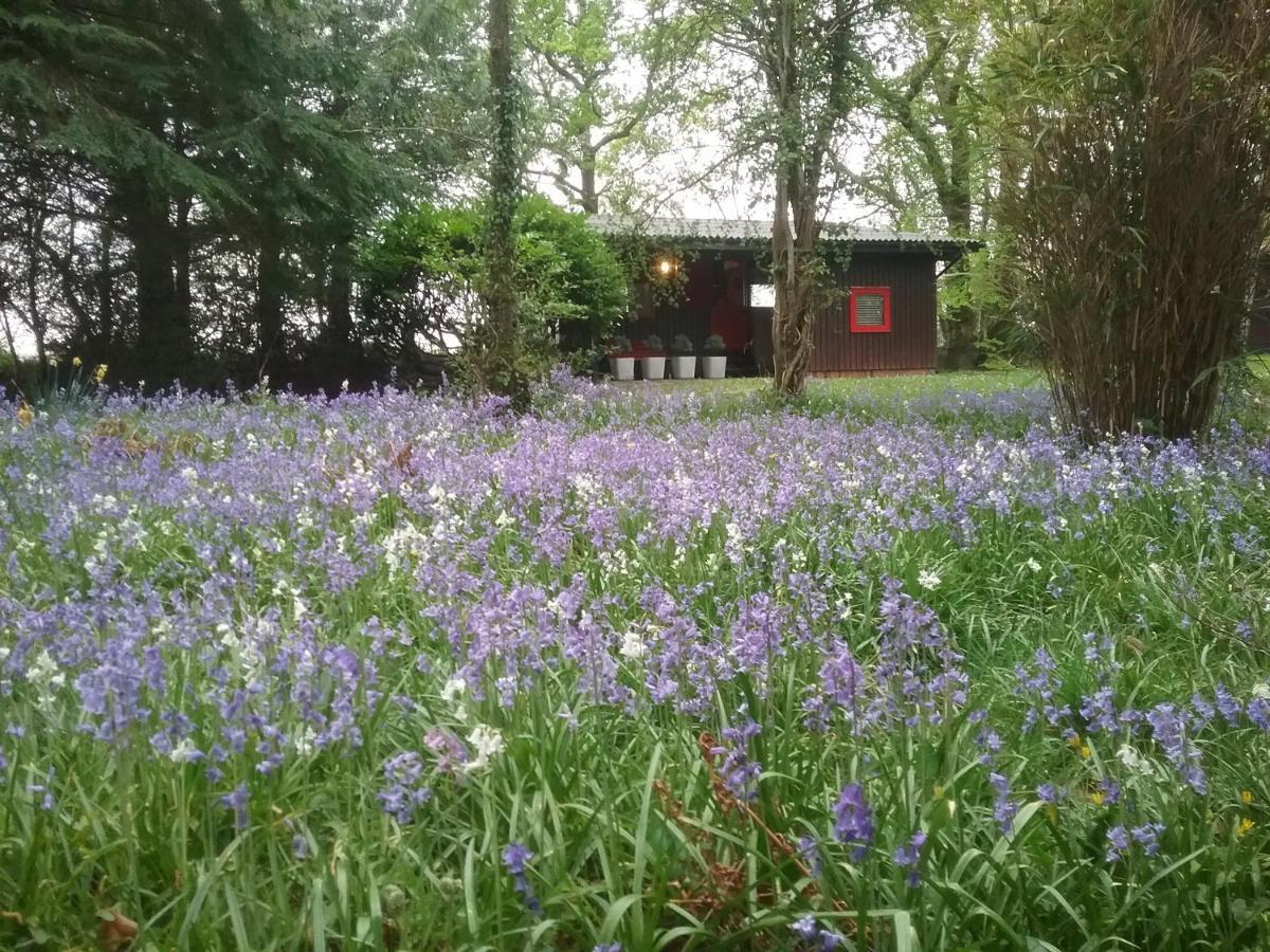 Caban Cwtch Villa Cenarth Buitenkant foto